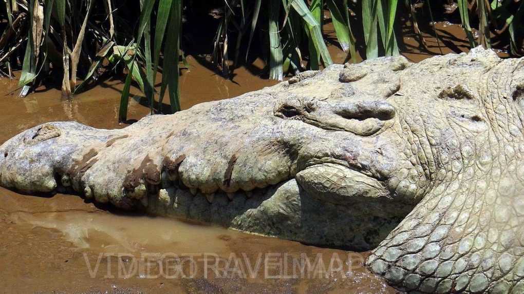 Krokodyle w Parku Narodowym Carara » Jack Podróżnik