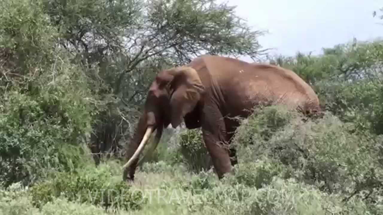 Safari w Parku Tsavo East » Jack Podróżnik